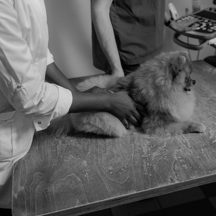 Pomeranian dog being examined by veterinarians. Black and white image captures a detailed check-up scene.