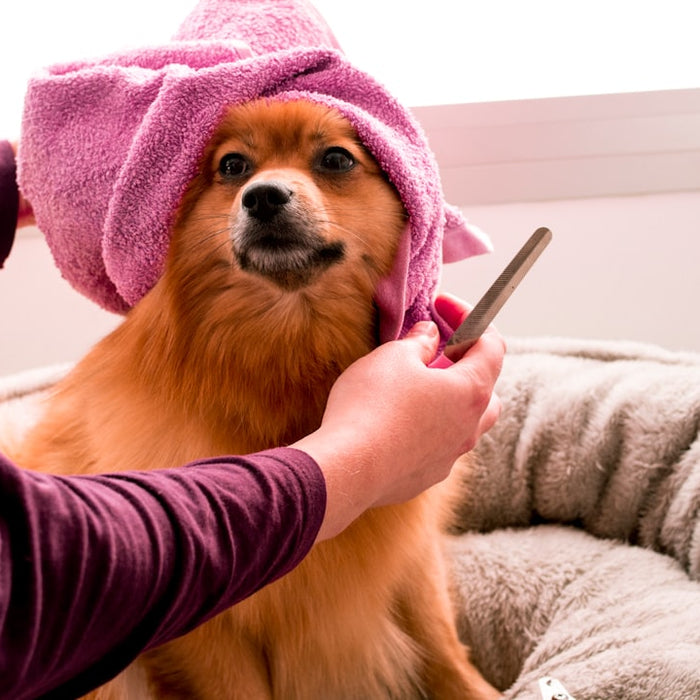 brown pomeranian wearing pink towel